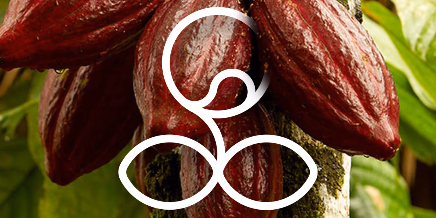 Chaashni chocolate brand identity and cocoa imagery